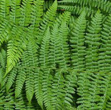 1024px-Sa-fern.jpg